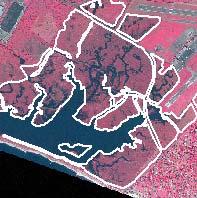 Nine tiles were merged into a single point shapefile and those points that fell within the area of the Ragged Rock tidal marsh were selected and exported as a shapefile.