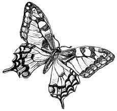 Butterflies: Butterflies pollinate