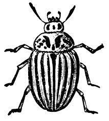 Beetles: Beetles pollinate small, white or light green