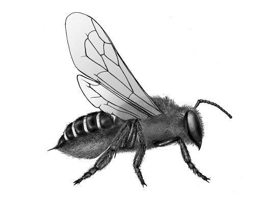 Bees: Bees like to pollinate flowers that