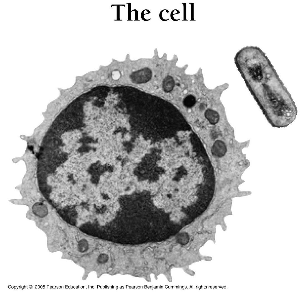 Cells are every organism s basic units of structure and function.