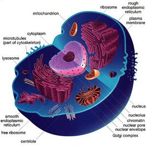 Eukaryotic cells DO have a nucleus and many membrane bound