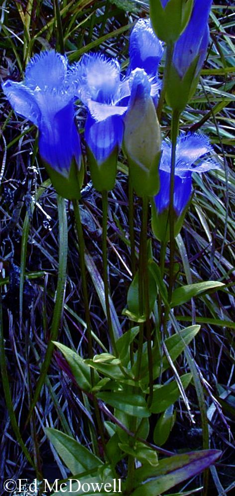 b Common Name: FRINGED GENTIAN Scientific Name: Gentianopsis crinita (Froelich) Ma Other Commonly Used Names: none Previously Used Scientific