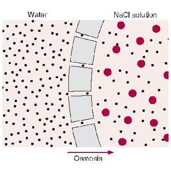 Osmosis Diffusion of water over a