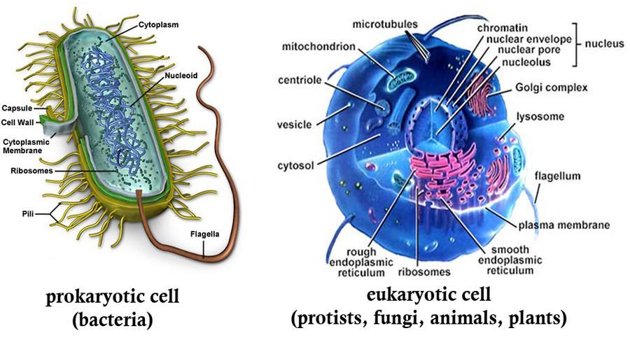 Primitive Cells Prokaryotic Cells DNA free in the