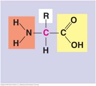11. Which statement is NOT true about glucose? A. It is formed by photosynthesis. B. It is the monomer of starch, glycogen, cellulose, and chitin. C. It has the molecular formula, C 6 H 12 O 6. D.