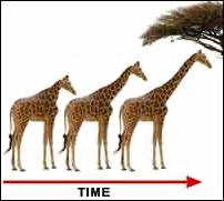 Lamarck's hypothesis of Use and Disuse or Inheritance of acquired characters An organism can use a body part which then develops. Any part not used much may wither away.