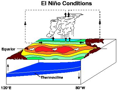 El Nino? (warm) Trade winds weaken Thermocline drops Upwelling is cut off SST rises in E.