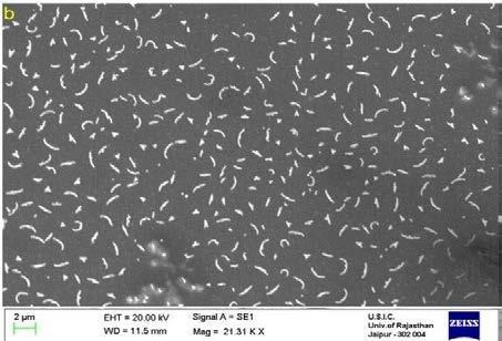 Antibacterial assay The efficiency of silver and gold nanoparticles as an antibacterial compound was evaluated against Enterococcus faecalis, Staphylococcus aureus and Escherichia coli.