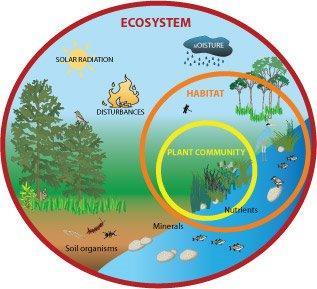 Ecosystem All of the organisms living in an area together with