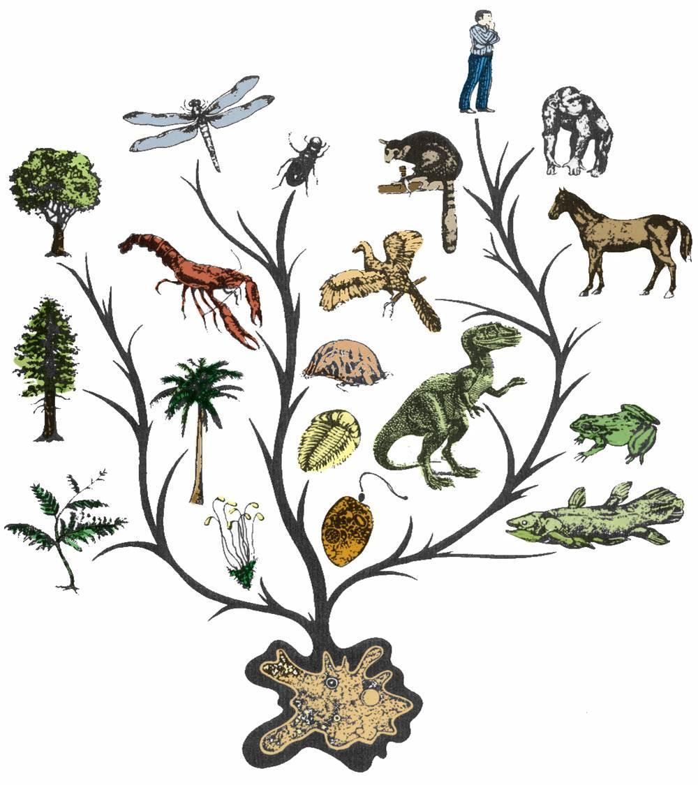 Evolution In 1850, English naturalist Charles Darwin observed that organisms in a population differ slightly from each other in form, function, & behavior.