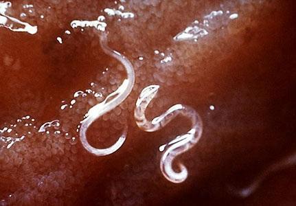 Ectoparasites are parasites that live outside the body. In animals, they live on the skin and can cause itching and rashes.