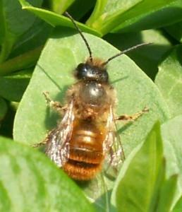 Mason Bees 300 species world wide, 140 in North America Make compartments of mud in their hollow nests Great spring pollinators, very efficient fruit tree