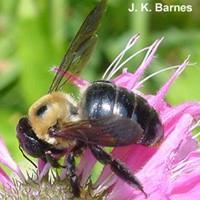 Carpenter bees 500 species worldwide semi-solitary Males cannot sting, females can but
