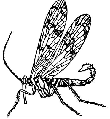Mayflies (Ephemerptera) Scrpinflies (Mecptera) Caddisflies (Thrichptera) Other