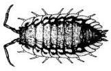 (Arachnida) Centipedes (Chilpda) Millipedes (Diplpda) Earthwrms (Clitellata)