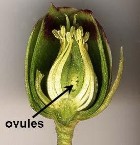 anthers and ovules