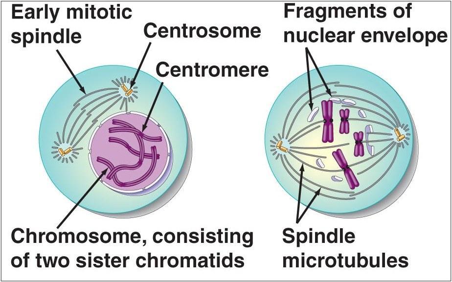 Chromosomes coil Become visible under light scope