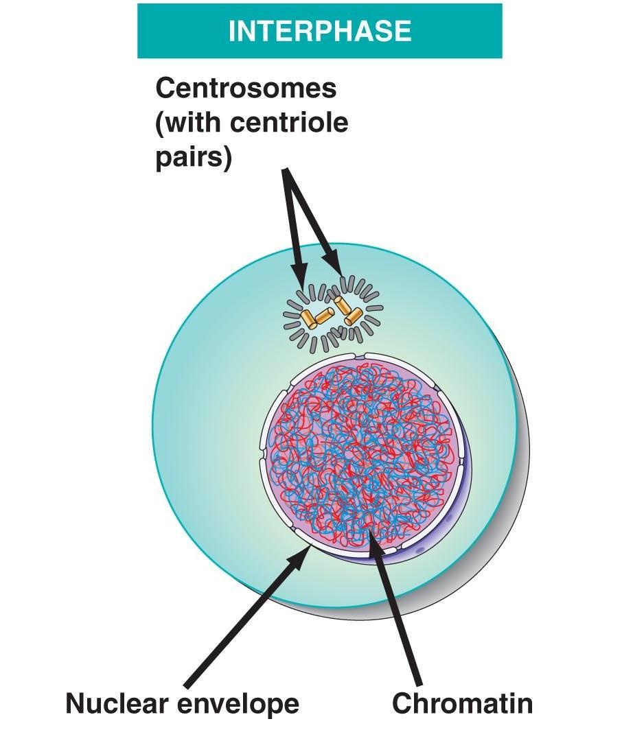 Meiosis Interphase Prior to