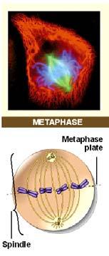 Metaphase begins when the chromosomes are distributed across the metaphase plate, a plane lying between the two poles of the spindle.