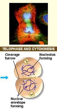 4. Telophase concludes the nuclear division. During this phase, a nuclear envelope develops around each pole, two nuclei.