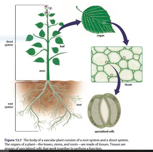 13.2 The Vascular Plant Body (textbook p544 550) Learning Goal: Label and explain the anatomy of the Vascular Plant and it's Tissue Types Plants are classified into two main groups: and.