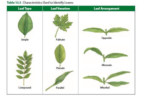 text p557 The differences in the,, and of leaves are all clues that can help to a plant species. The blade of a leaf is not divided into parts.