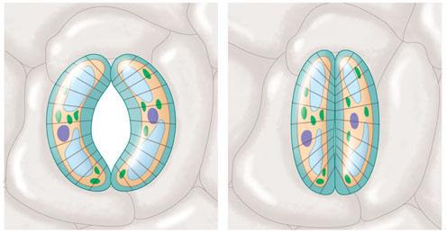 Each stoma is flanked by guard cells Which control the diameter of the stoma by changing shape (a) Changes in guard cell shape and stomatal opening and closing (surface view).