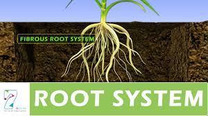 To ensure maximum water uptake, roots are designed to have maximum surface area to