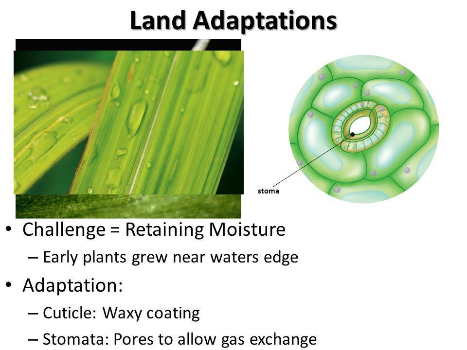 Leaf structure however perfect for photosynthesis, poses a problem for water loss or dehydration.