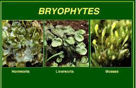 1) Bryophytes Division (Phylum) Bryophyta includes the mosses, which are the
