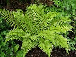 2) Ferns Vascular tissue evolved as did stems, roots and leaves which allowed plants to grow taller, have support and to move to a slightly dryer environment.