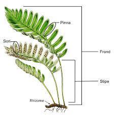Because of this and since, of course, reproduction is a necessity of life; ferns must