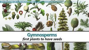 3) Gymnosperms This group includes the conifers. They have all the same adaptations of the fern AS WELL AS the lack of reliance on water for reproduction.