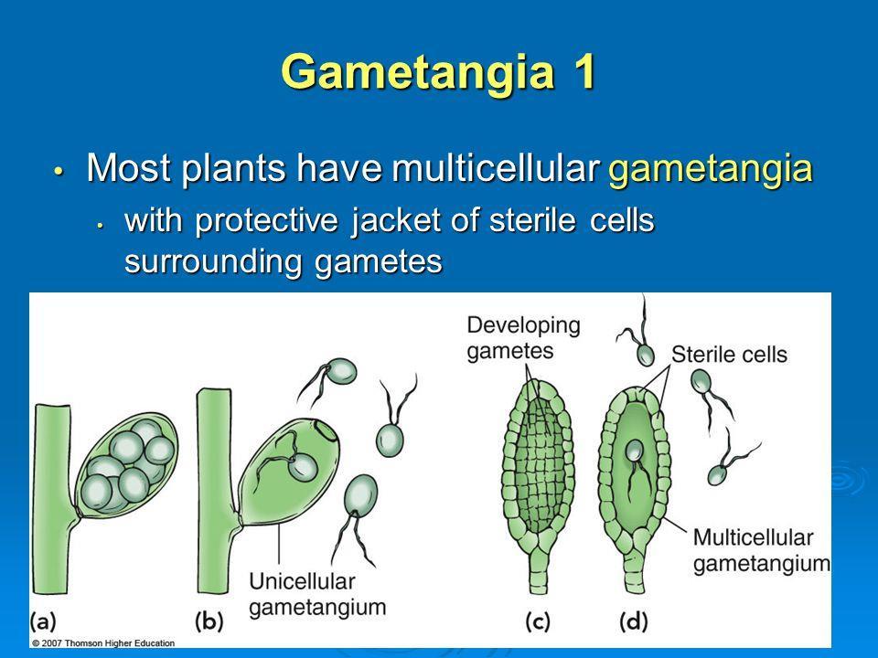 gametes are produced, such as