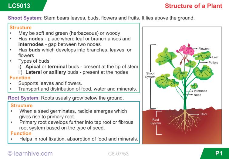 2.2 Plant Structure A.