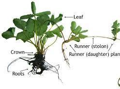 1) Runners Runners: found in Strawberry plants, runners are a horizontally growing stem that is