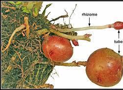 2) Rhizomes Rhizomes: horizontal underground stem of greater diameter than the runners.