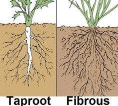 Monocot's Fibrous Roots The fibrous root system of monocots is relatively shallow and contain many tiny roots.