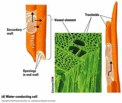 Water-Conducting Cells: Vessel Elements Xylem tissue which functions for water transport is made up of cells known as vessel elements.