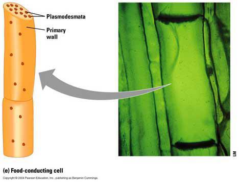 Sugar-Conducting Cells: Sieve Tube Members Phloem tissue is composed of cells known as sieve tube members.