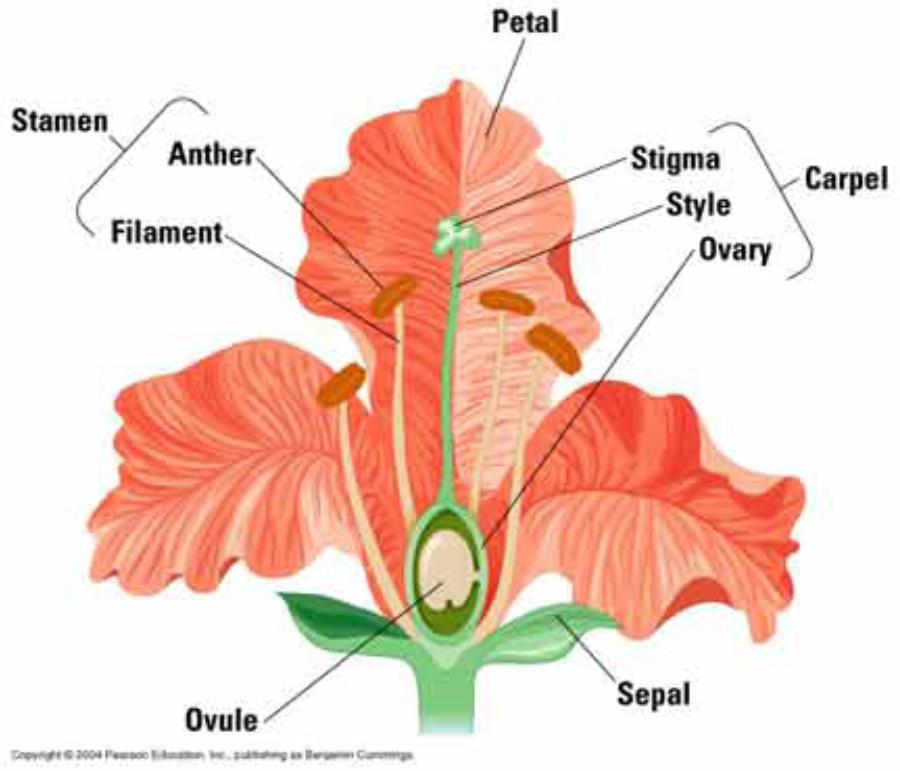 As discussed in the previous unit, the flower is composed of four parts: 1. sepals, 2. petals, 3.