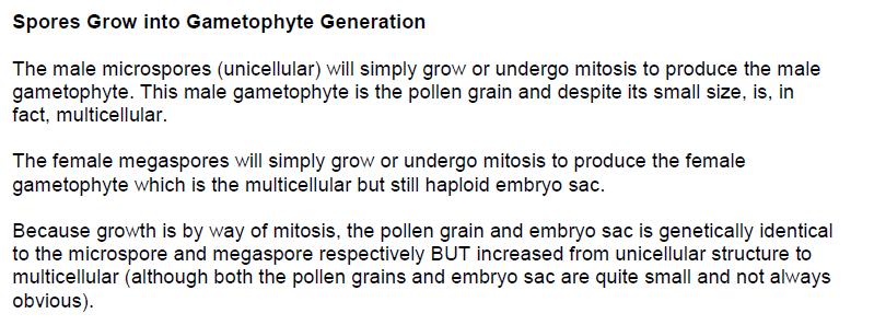 Sporophyte Produces Spores Male microsporangium (2n) will undergo meiosis and produce haploid (n) spores called