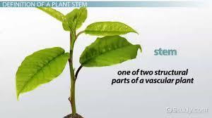 2) Organ: Stem The stem was the first organ to evolve with the function of support and transport. Within the stem is tissue that contains specialized cells that provide support and structure.