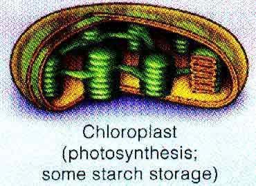 Step 1: Light Dependent reactions location: grana of chloroplast Photosystem II: energized chlorophyll splits water into
