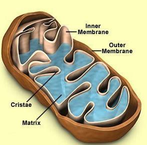 Electron transport chain (ETC) & Oxidative Phosphorylation Location: mitochondria (cristae, inner membrane) Energy from Hydrogen