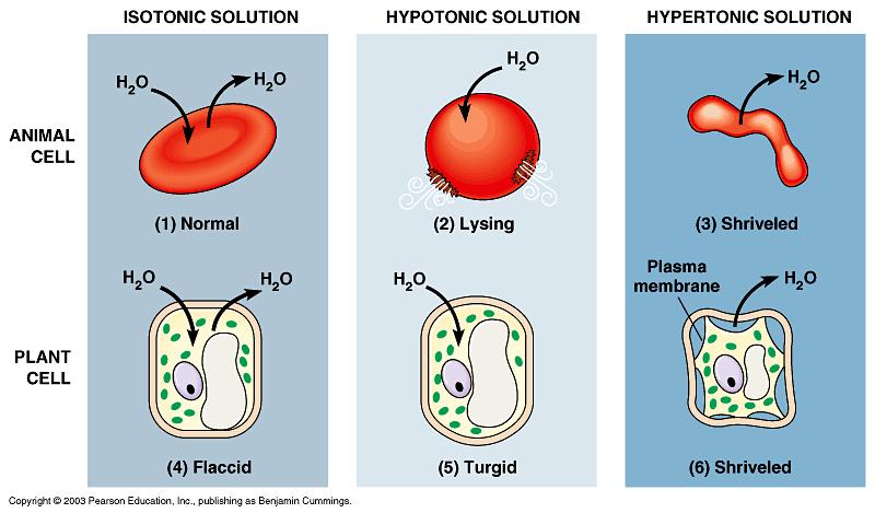 Water movement Hypertonic water out; cell shrinks Hypotonic