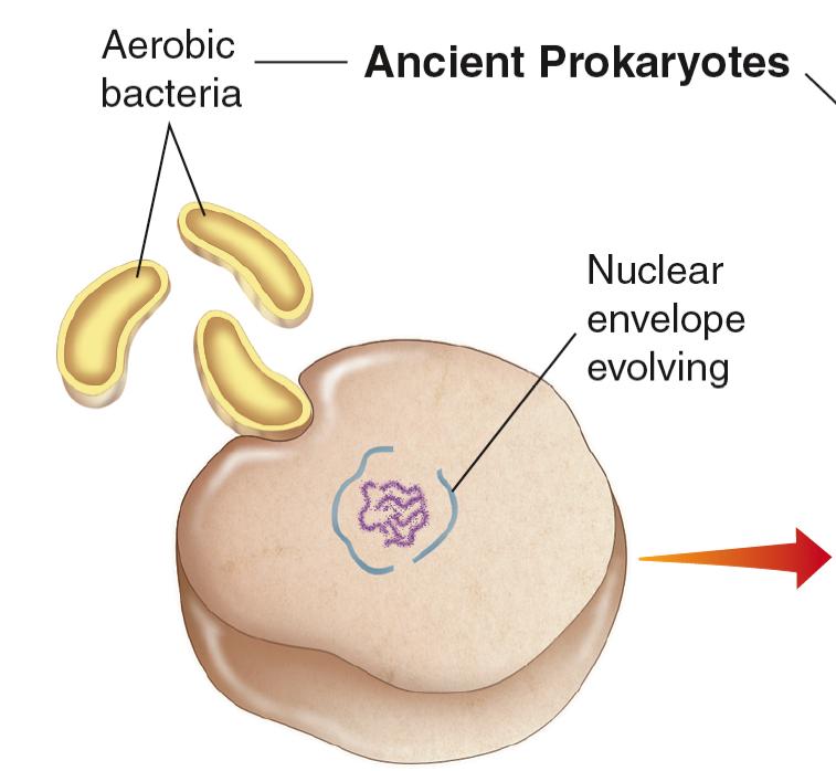 Origin of Eukaryotic Cells Aerobic bacteria Ancient Prokaryotes