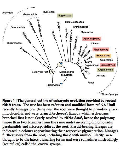 Reconstructing Evolution Mitochondrial evolution well established endosymbiotic theory α-proteobacterium - Rickettsia prowazekii Hydrogenosomal evolution No DNA NOW 2 examples Nyctotherus and