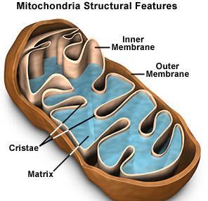 CELL: Energy Processing Mitochondria Structure: double walled membranous sacs with folded inner partitions called cristae